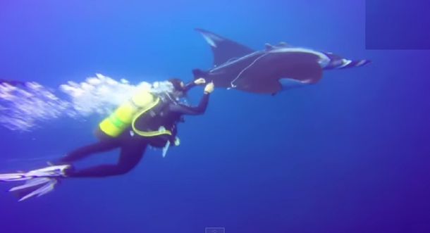 Buzo salvó a una mantarraya gigante