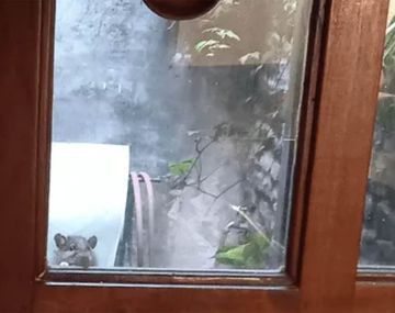 Una imagen tierna en medio de una invasión de enormes ratas