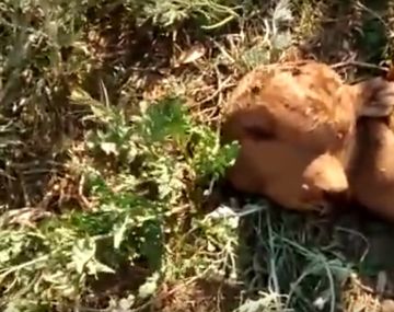 Nació un ternero con dos cabezas en Santiago del Estero