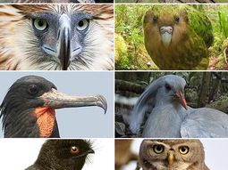 estos son los pajaros mas extranos del mundo estos son los pajaros mas extranos del mundo