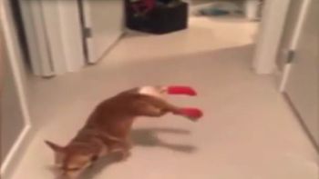 perro con botas camina con sus patas delanteras perro con botas camina con sus patas delanteras