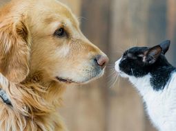 Mascotas: cinco consejos para prevenir problemas respiratorios