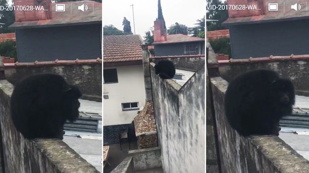 Mono suelto en Quilmes