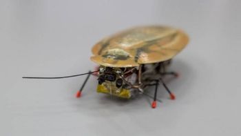 un robot inspirado en la cucaracha rescatara sobrevivientes de terremotos un robot inspirado en la cucaracha rescatara sobrevivientes de terremotos