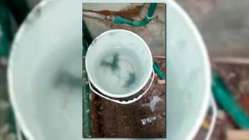 denuncian que un restaurante esta invadido por ratas y sigue en funcionamiento denuncian que un restaurante esta invadido por ratas y sigue en funcionamiento