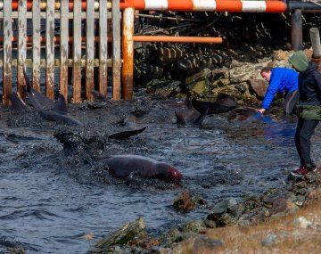 Sorpresa en Ushuaia por decenas de toninas que aparecieron en la bahía: de qué huían