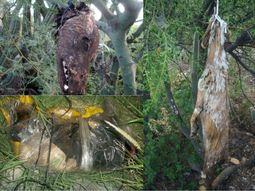Encontraron perros y gatos torturados Encontraron perros y gatos torturados