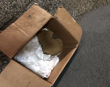 En una cucha improvisada, la cachorrita descansaba en su nuevo hogar