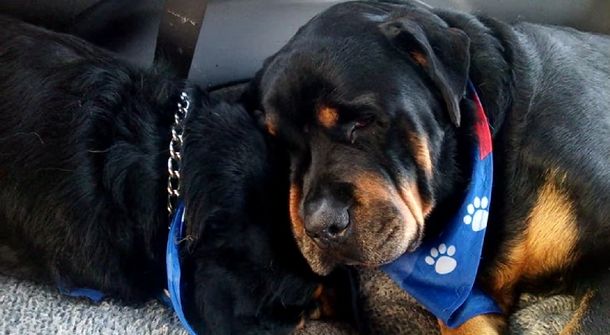 Conmovedor: un rottweiler llora a su hermano muerto