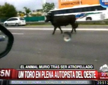 Insólito: una corrida de toros en plena ruta