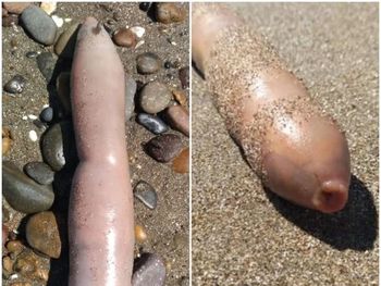 Los invasivos peces pene