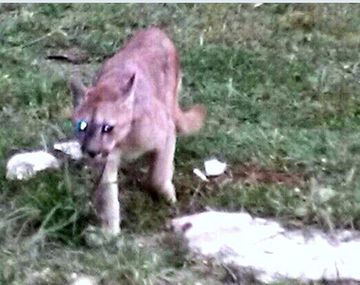 Un puma suelto aterrorizó a vecinos de Pilar