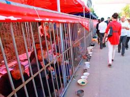 instalan jaulas en la calle para que mendigos no molesten a los turistas instalan jaulas en la calle para que mendigos no molesten a los turistas
