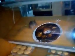 Encontró una rata en el mostrador de una panadería