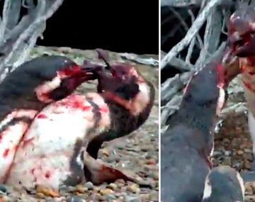 Un  pingüino encontró a su pareja con otro y se desató una violenta pelea.
