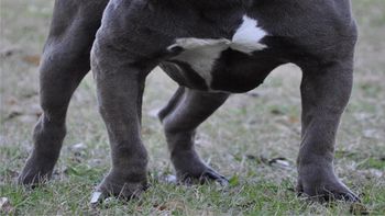tuvo un ataque de epilepsia y su perro lo agredio tuvo un ataque de epilepsia y su perro lo agredio