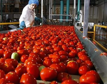 Presunta rata en puré de tomate: la empresa dice que no existe posibilidad alguna