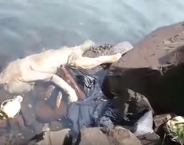 Filmaron a chupacabras en un río