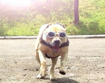 Un perro que entrena para ser un superhéroe urbano