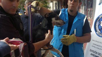 Maltrato animal: rescataron dos perros en Boedo