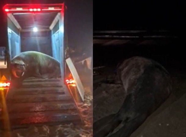 El elefante marino fue devuelto al mar tras 10 horas de operativo.