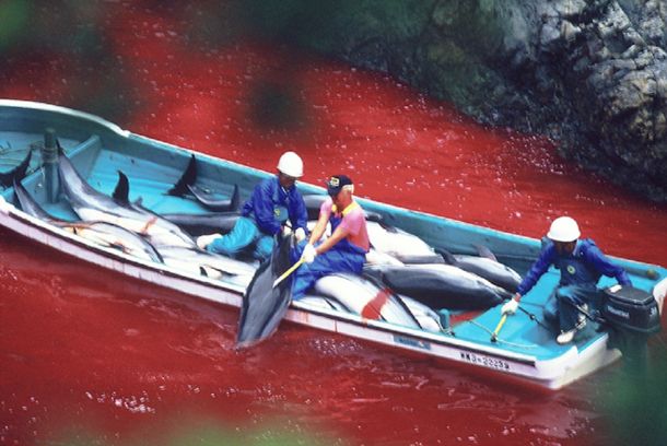Una masacre: Japón volvió a autorizar la matanza de delfines