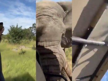 Impactante: una mujer murió al ser embestida por un elefante