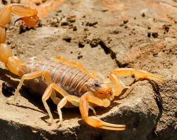 Ya encontraron nueve alacranes en la Ciudad