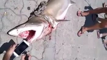 Un tiburón en Mar del Plata Un tiburón en Mar del Plata