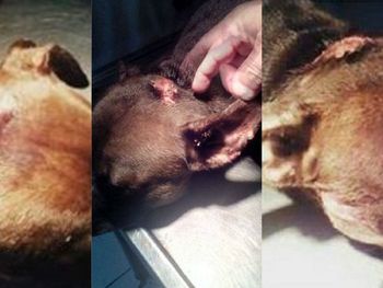 Una perra fue atacada a machetazos en Santa Fe