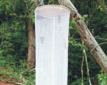 Un hombre fue detenido mientras cazaba mariposas en Misiones