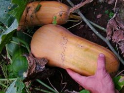 sugieren reemplazar el consumo del zapallo anco sugieren reemplazar el consumo del zapallo anco