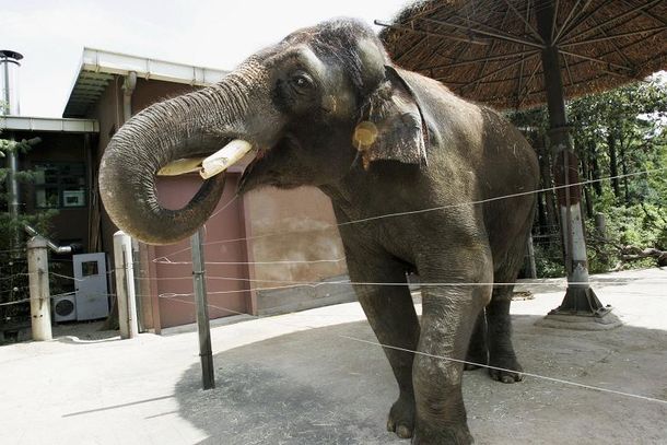 Insólito: descubren a un elefante que habla en coreano