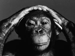 Los chimpancés, en un juego matemático, son mejores que los humanos