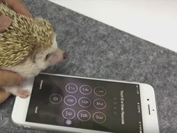 Un erizo desbloquea un iPhone