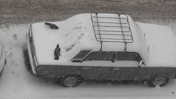 VIDEO: Cuervos juegan en un auto lleno de nieve