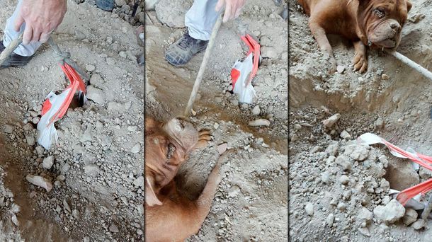 Rescatan a un perro que había sido enterrado hasta el cuello en un parque