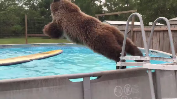 Un oso acalorado no para de tirarse a la pileta