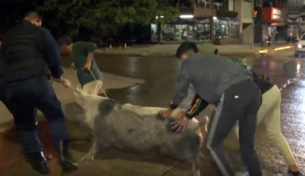 La cerda se negaba a regresar al encierro. Se sospecha que también la golpearon.