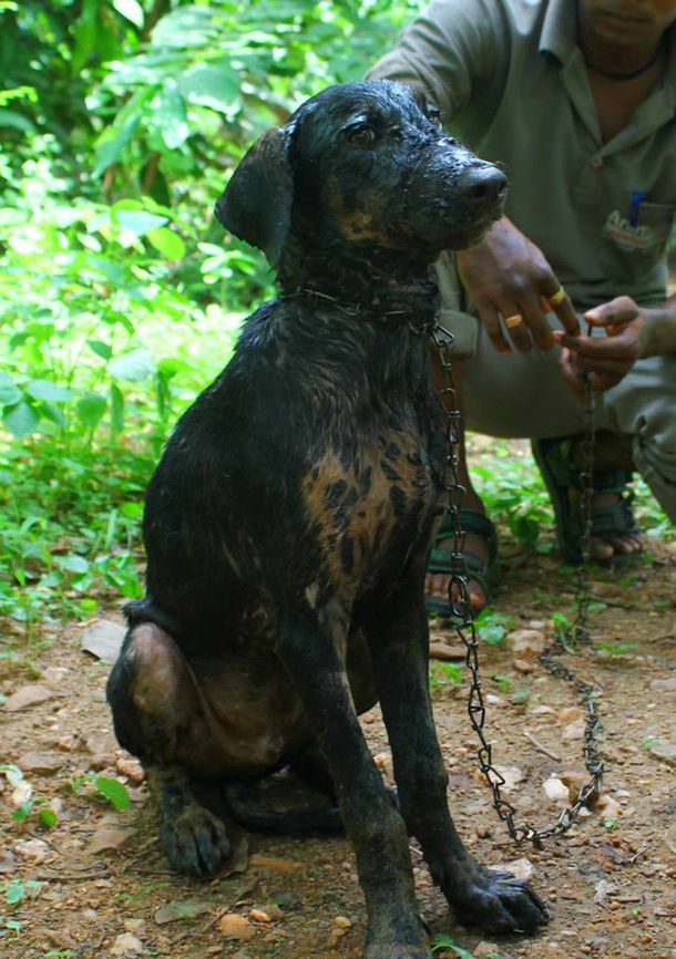 En la India, rescatan a un cachorro cubierto de alquitrán caliente