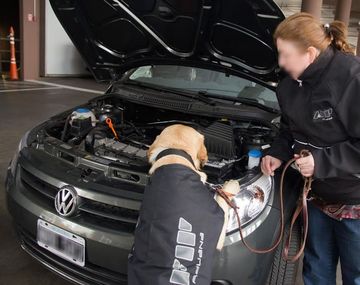 Una perra de la AFIP descubrió US$ 86.000 ocultos en un auto que viajaba hacia Uruguay