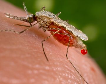 Detectaron un caso de malaria en Corrientes