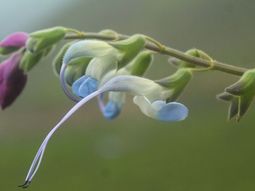 La flor celeste y blanca peruana que disparó como homenaje el nombre científico de Messi.