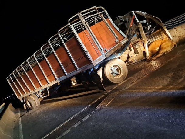 Trágico choque en el puente Rosario-Victoria de un camión con ganado: una chica fue embestida por un toro