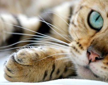 ¿Por qué se celebra el Día Internacional del Gato?