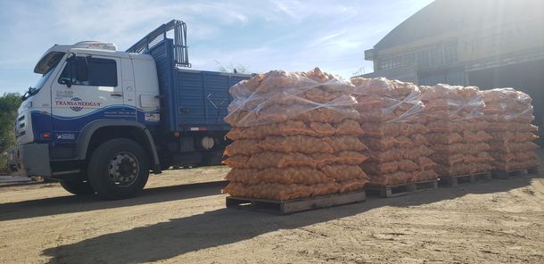 La producción nacional de papa uruguaya se vio fuertemente afectada por los efectos de la sequía.