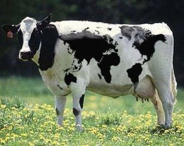 Vaca 000