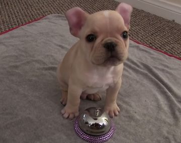 Mirá al cachorro más obediente del mundo