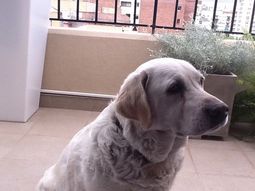 Paca, la perra familiar Paca, la perra familiar