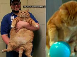 skinny, el ex gato obeso, mostro su nueva figura tras perder 10 kilos skinny, el ex gato obeso, mostro su nueva figura tras perder 10 kilos